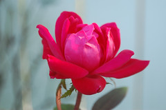 Pink Autumn Rose.