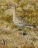 066 Curlew