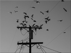 Pigeons_A200087-Edit