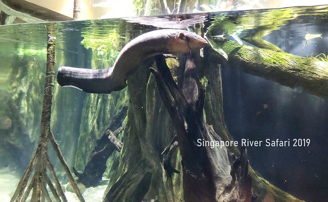新加坡動物園_River Safari 2019_B_119