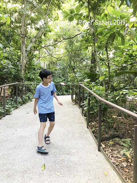 新加坡動物園_River Safari 2019_B_110