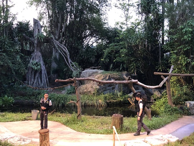 新加坡動物園_River Safari 2019_B_185