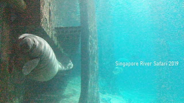 新加坡動物園_River Safari 2019_B_131