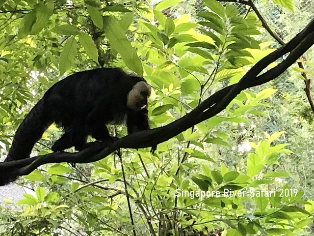 新加坡動物園_River Safari 2019_B_111