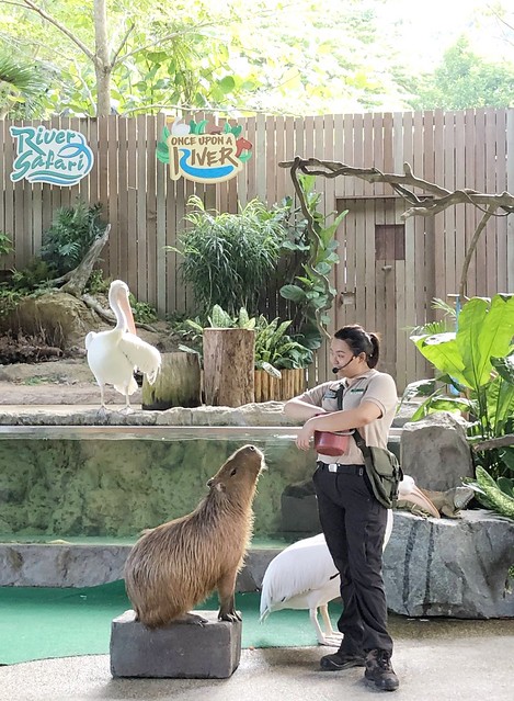 新加坡動物園_River Safari 2019_B_108