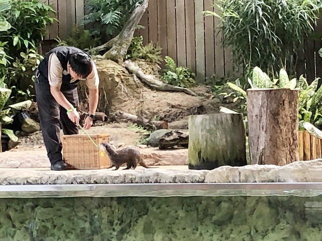 新加坡動物園_River Safari 2019_B_107