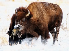 October 30, 2019 - Bison enjoy a snack in the snow. (Bill Hutchinson)