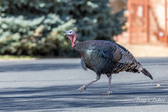 October 26, 2019 - One of the Eastlake turkeys crosses the road. (Tony's Takes)