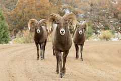 October 26, 2019 - Bighorn sheep rams head on. (Tony's Takes)