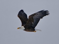 October 30, 2019 - A bald eagle in flight. (Bill Hutchinson)