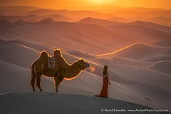 Camel Herding
