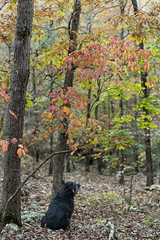 Anglų lietuvių žodynas. Žodis dog-fall reiškia šuo-rudenį lietuviškai.