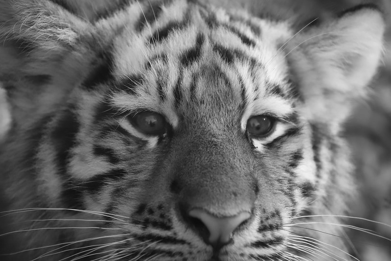 Tigers Eye Selfie BW<br/>© <a href="https://flickr.com/people/145063577@N05" target="_blank" rel="nofollow">145063577@N05</a> (<a href="https://flickr.com/photo.gne?id=49007864016" target="_blank" rel="nofollow">Flickr</a>)