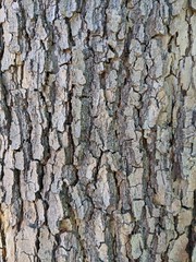 November 4: Bark