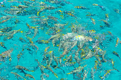 Sergeant fish and other coral fish aboard a sailing cruise yacht