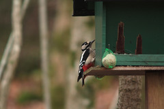 Större Hackspett, great spotted woodpecker, Dendrocopos major