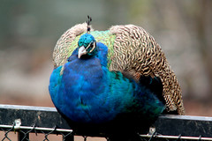 Indian peafowl, Peacock, Pavo cristatus, Påfågel