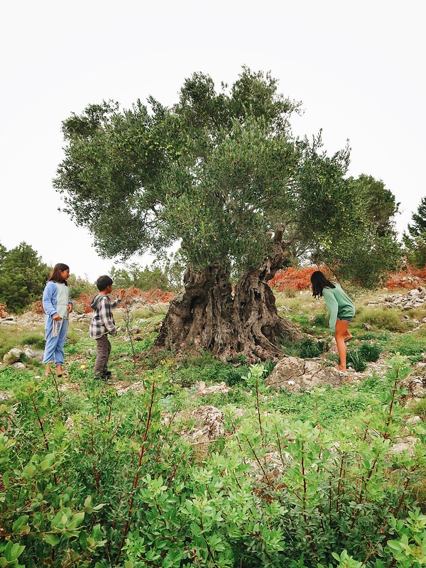 Oldest olive tree on Hvar. Making olive oil in Zastrazisce.