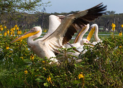 Wings, Lake Naivasha, Kenya