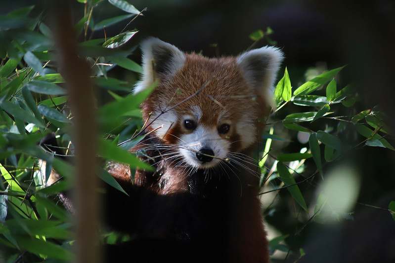 Red Panda<br/>© <a href="https://flickr.com/people/145063577@N05" target="_blank" rel="nofollow">145063577@N05</a> (<a href="https://flickr.com/photo.gne?id=49038821841" target="_blank" rel="nofollow">Flickr</a>)