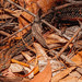 Philodryas chamissonis - Culebra de cola larga