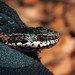 Philodryas chamissonis - Serpiente de cola larga