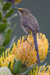 Cape Sugarbird, Promerops cafer at Kirstenbosch National Botanical Garden, Cape Town, South Africa