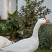 Geese in the yard