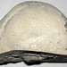 Chert nodule (Green River Formation, Eocene; Temple Hill, east of Manti, Utah, USA) 4