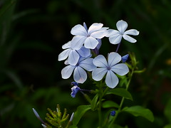 Anglų lietuvių žodynas. Žodis blue jasmine reiškia mėlynas jazminas lietuviškai.