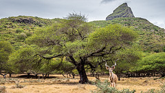 Casela Nature Park - Mauritius - Travel photography