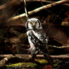 Northern hawk-owl, Surnia ulula, Hökuggla