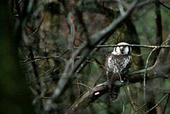 Northern hawk-owl, Surnia ulula, Hökuggla