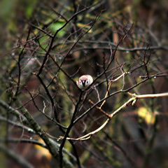 Eurasian tree sparrow (Passer montanus) - Pilfink