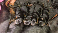 Litters for Sale