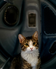 dryer-cat