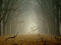 November fog, Hoge Veluwe Nationalpark, Netherlands