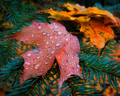 Raindrops - Autumn