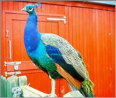 Proud Looking Peacock ...