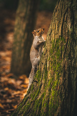 324/365 - Squirrel Season