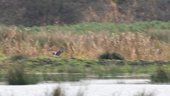 Ring-tail harrier record shot