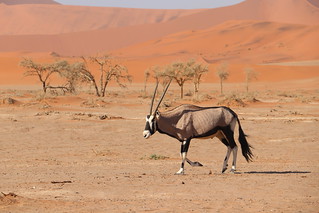 Namibia Photo Safari 60