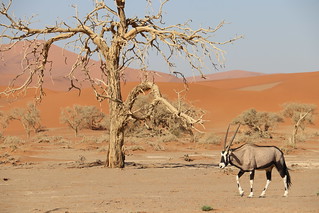 Namibia Photo Safari 59