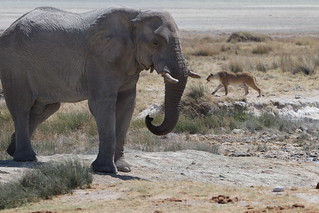 Namibia Photo Safari 25