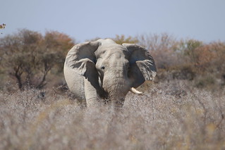 Namibia Photo Safari 69