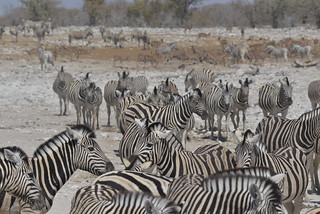 Namibia Photo Safari 68
