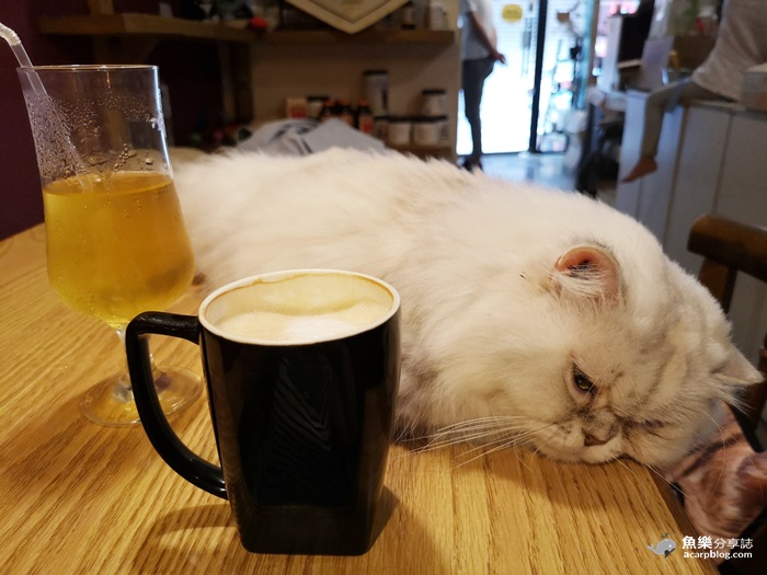 【新北蘆洲】貓男│不限時咖啡館│貓咪中途之家 @魚樂分享誌