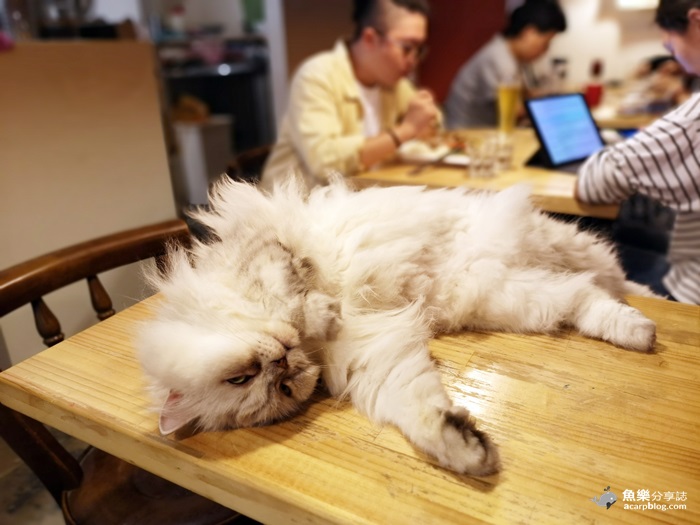 【新北蘆洲】貓男│不限時咖啡館│貓咪中途之家 @魚樂分享誌
