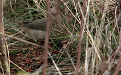 Dusky warbler, Phylloscopus fuscatus, Brunsångare