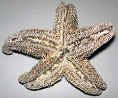 Asterias rubens (common starfish) (modern; beach at Cloridorme, Gaspe Peninsula, Quebec, Canada) 3
